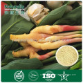 100% Natural Ginger Extract Powder/ Ginger Root Extract